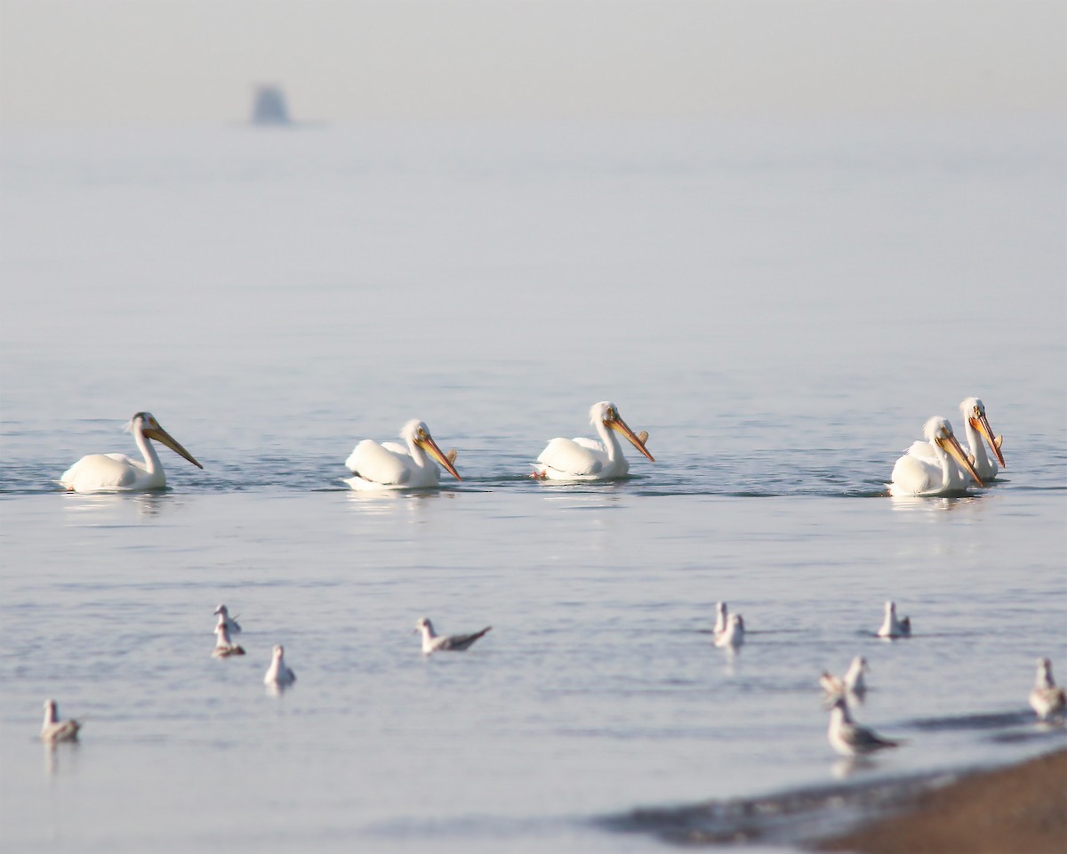 American White Pelican - ML623943756