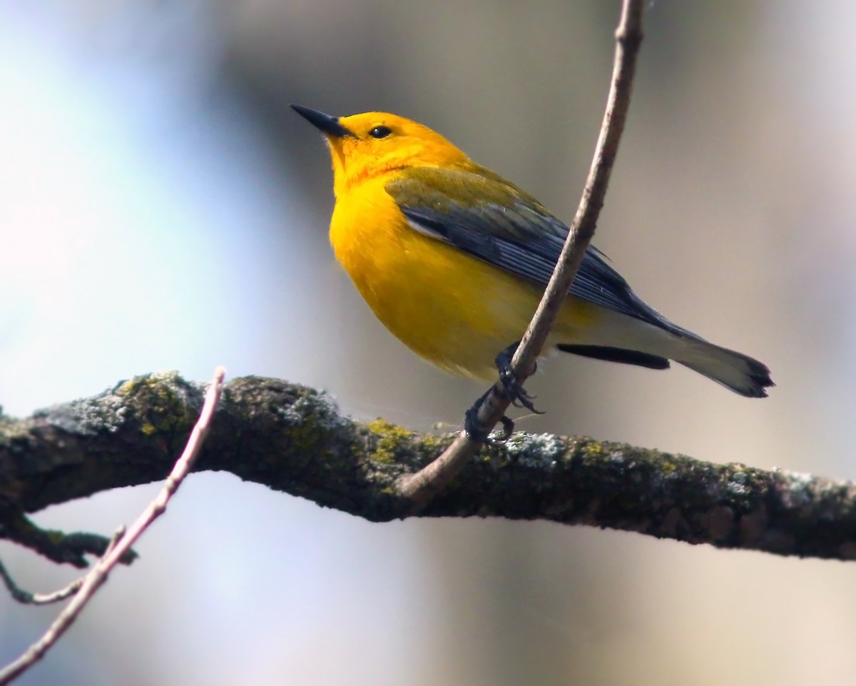 Prothonotary Warbler - ML623943764