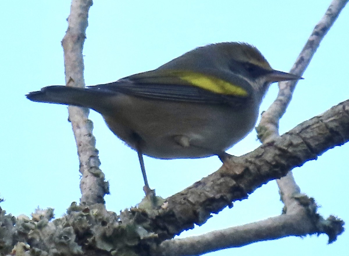 Golden-winged Warbler - ML623943821