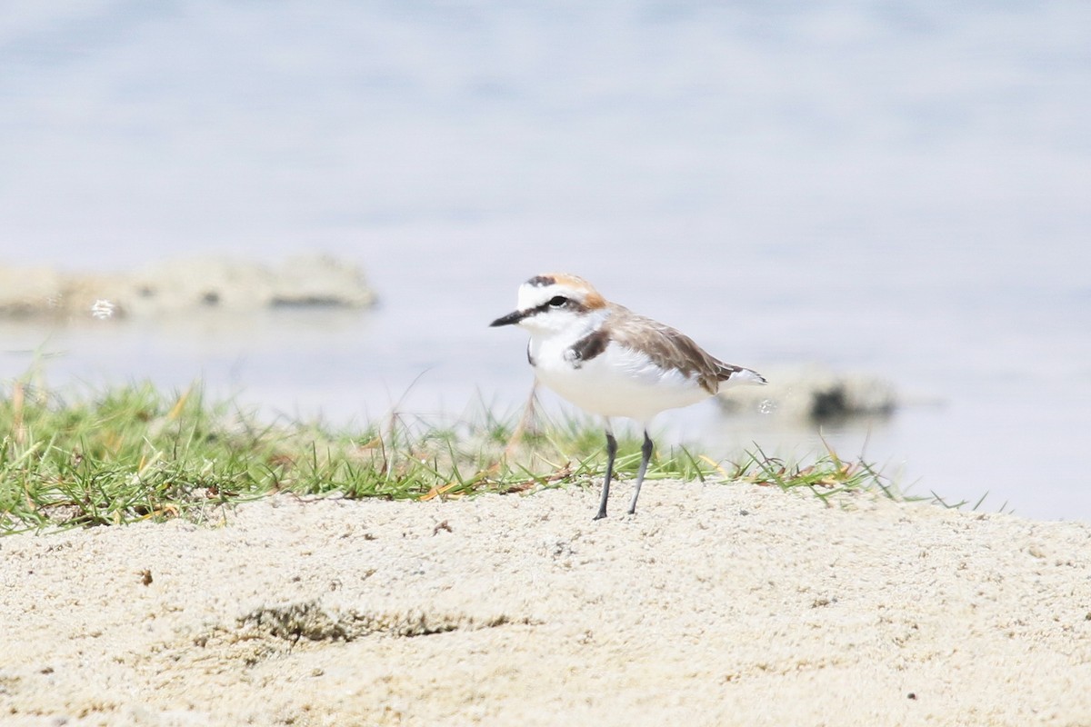 Kentish Plover - Rik Vetter