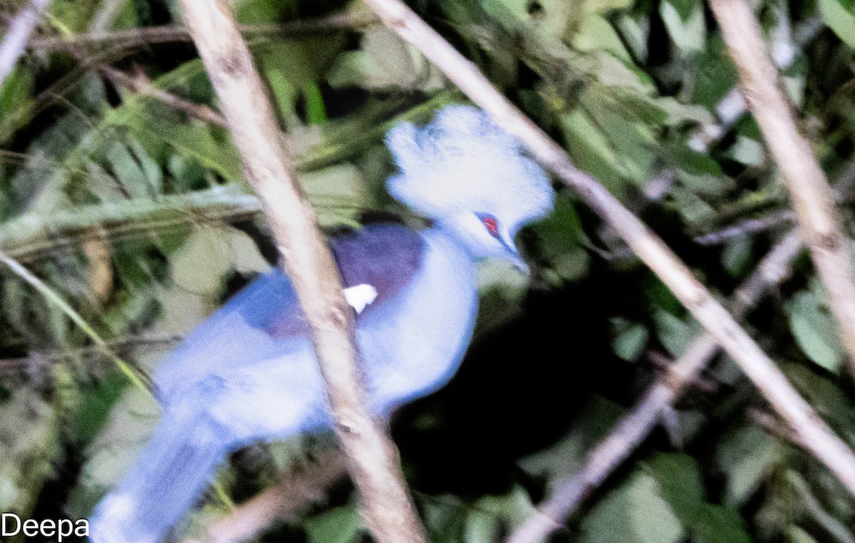 カンムリバト - ML623943843