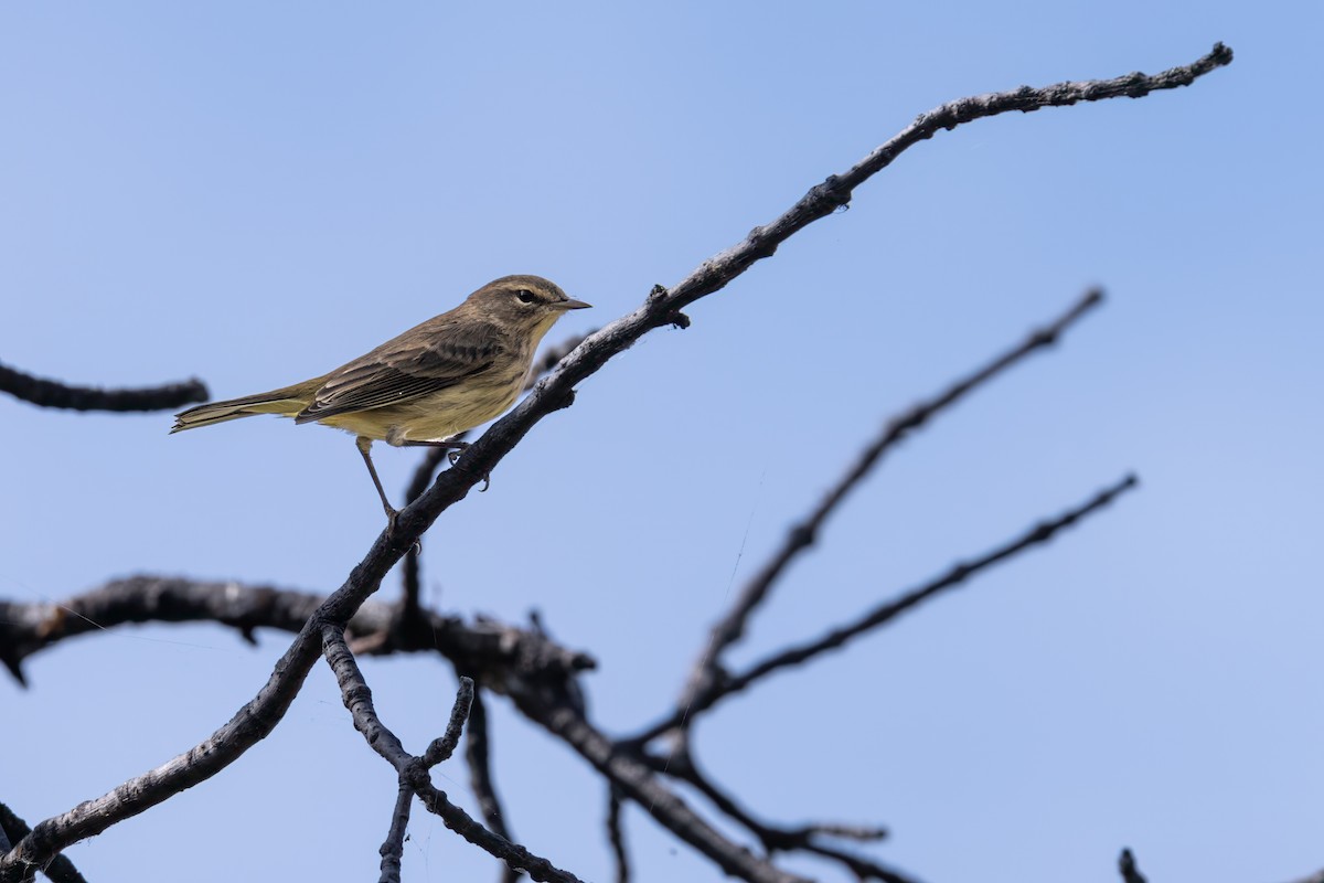 Palm Warbler - ML623943855