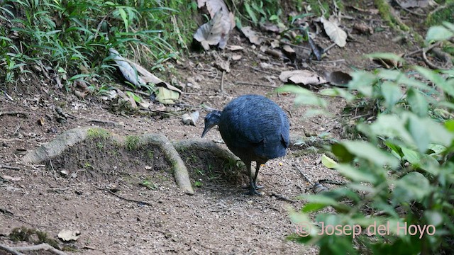 Gray Tinamou - ML623943856