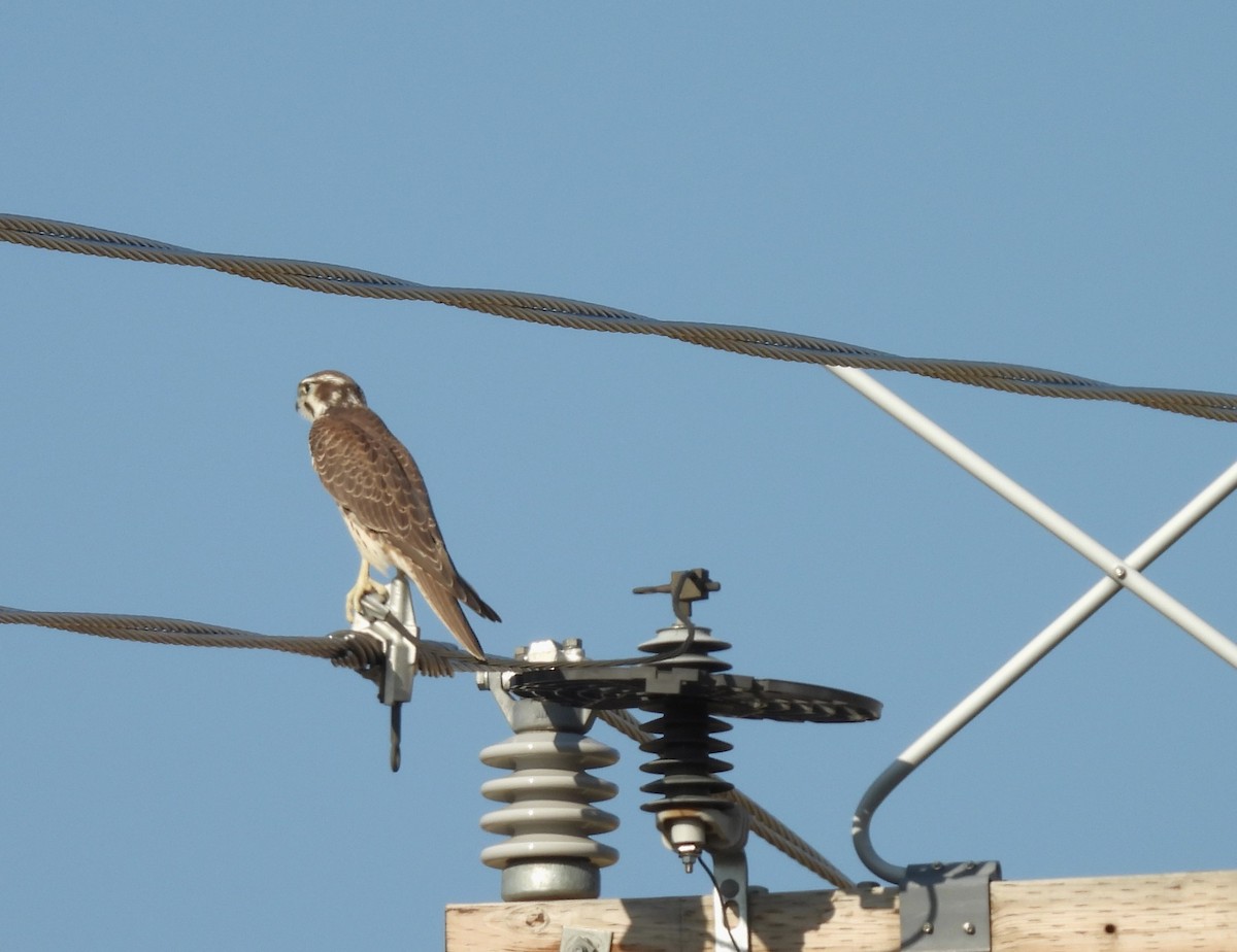 Prairie Falcon - Carol Bell