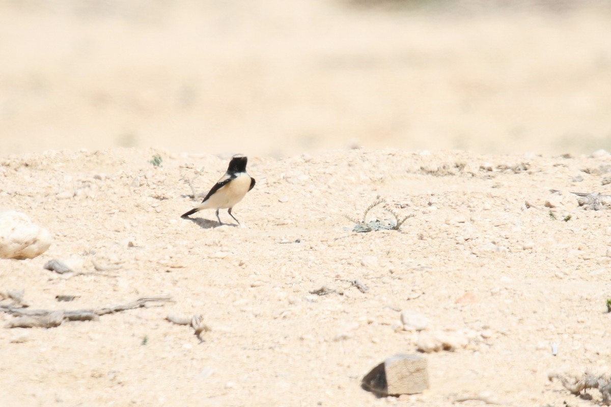 Desert Wheatear - Rik Vetter