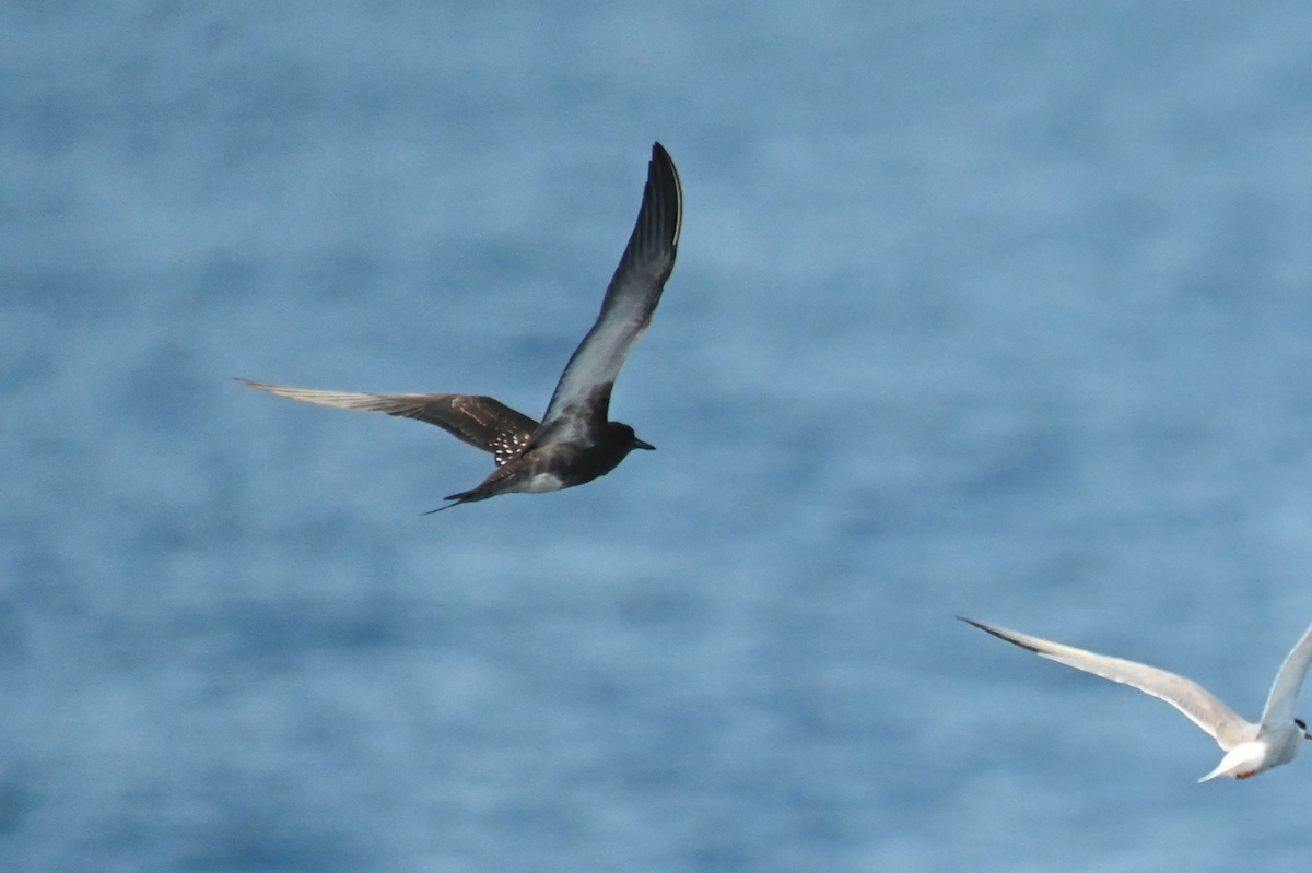 Sooty Tern - ML623943892