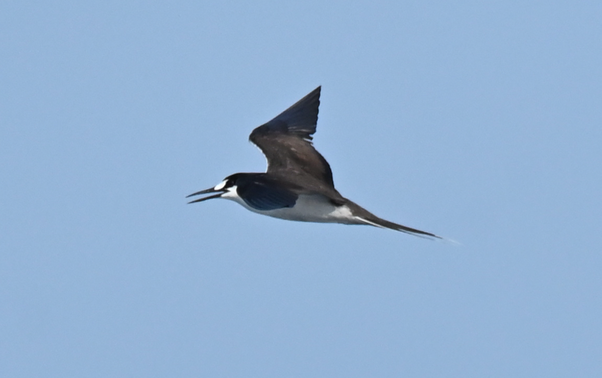 Sooty Tern - ML623943895