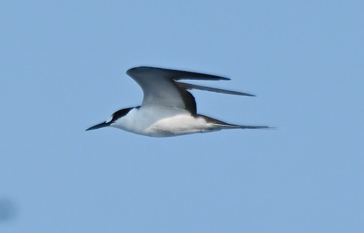 Sooty Tern - ML623943896