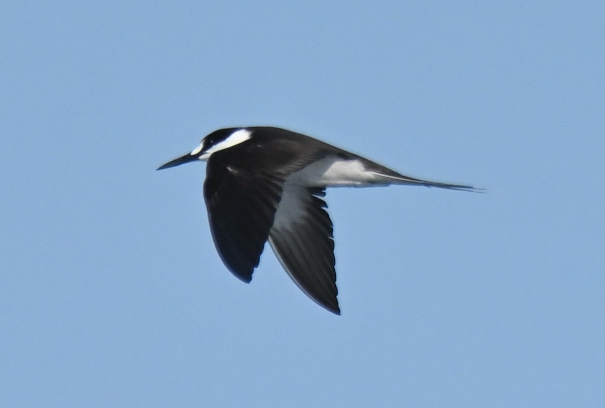 Sooty Tern - ML623943904