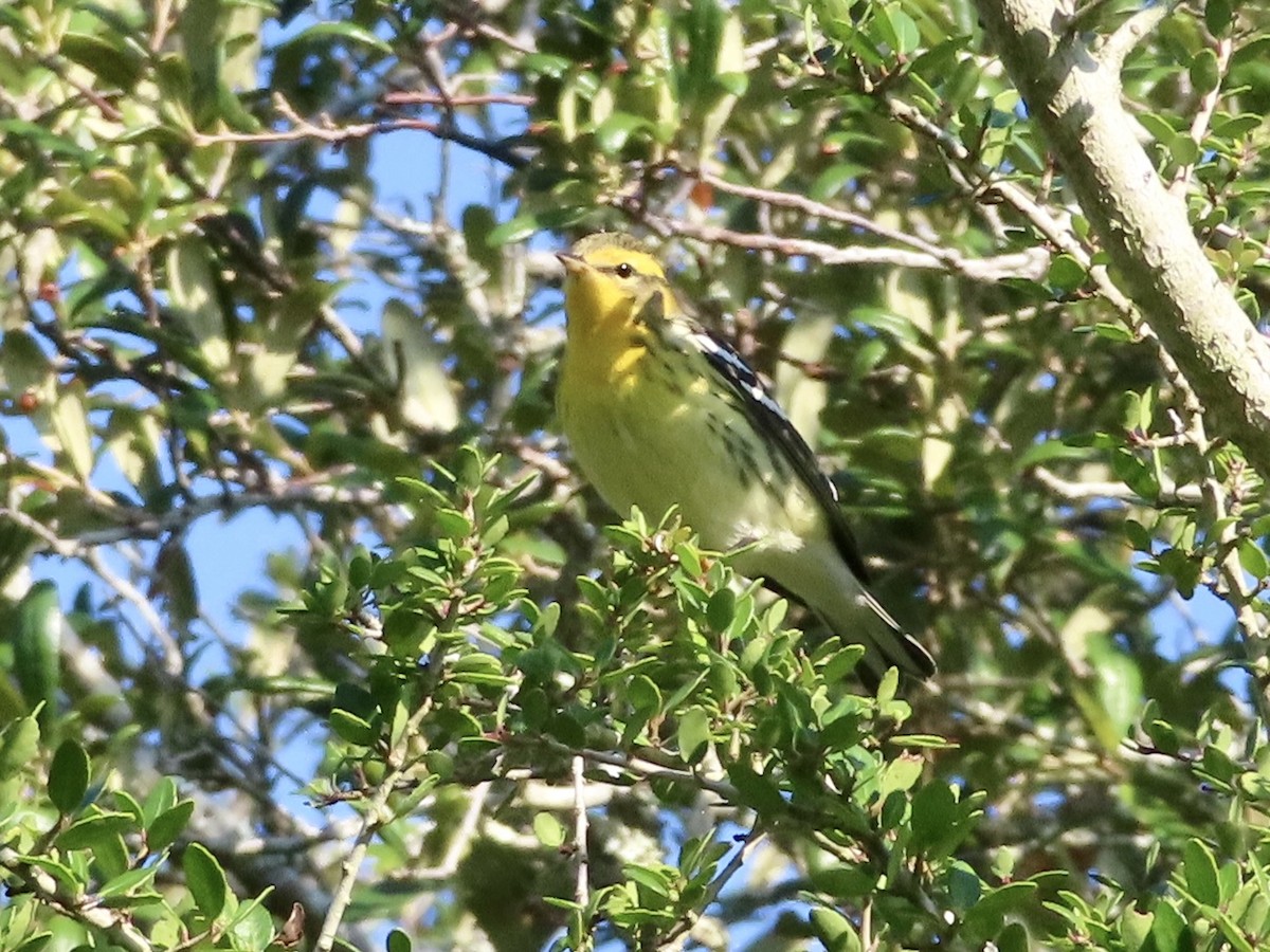 Blackburnian Warbler - ML623943918