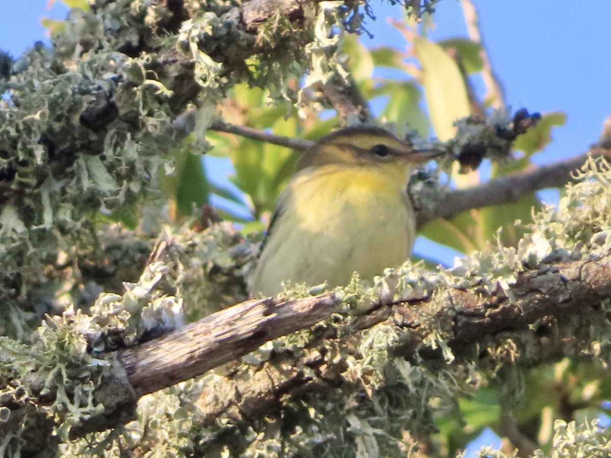 Blackburnian Warbler - ML623943919