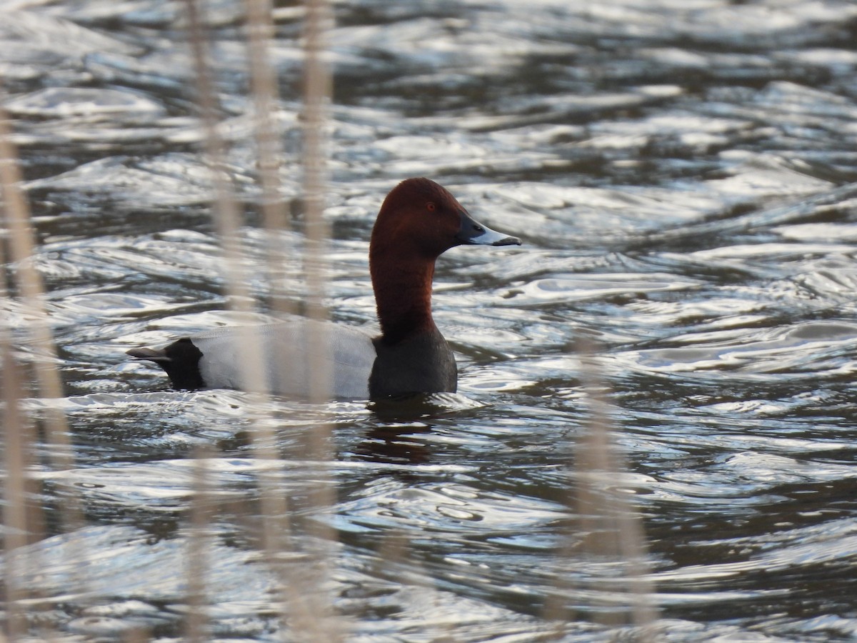 Common Pochard - ML623943939