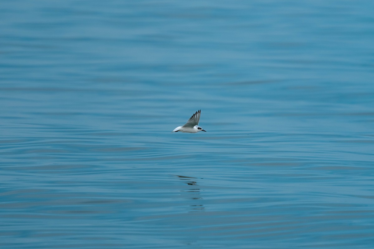 Forster's Tern - ML623943962