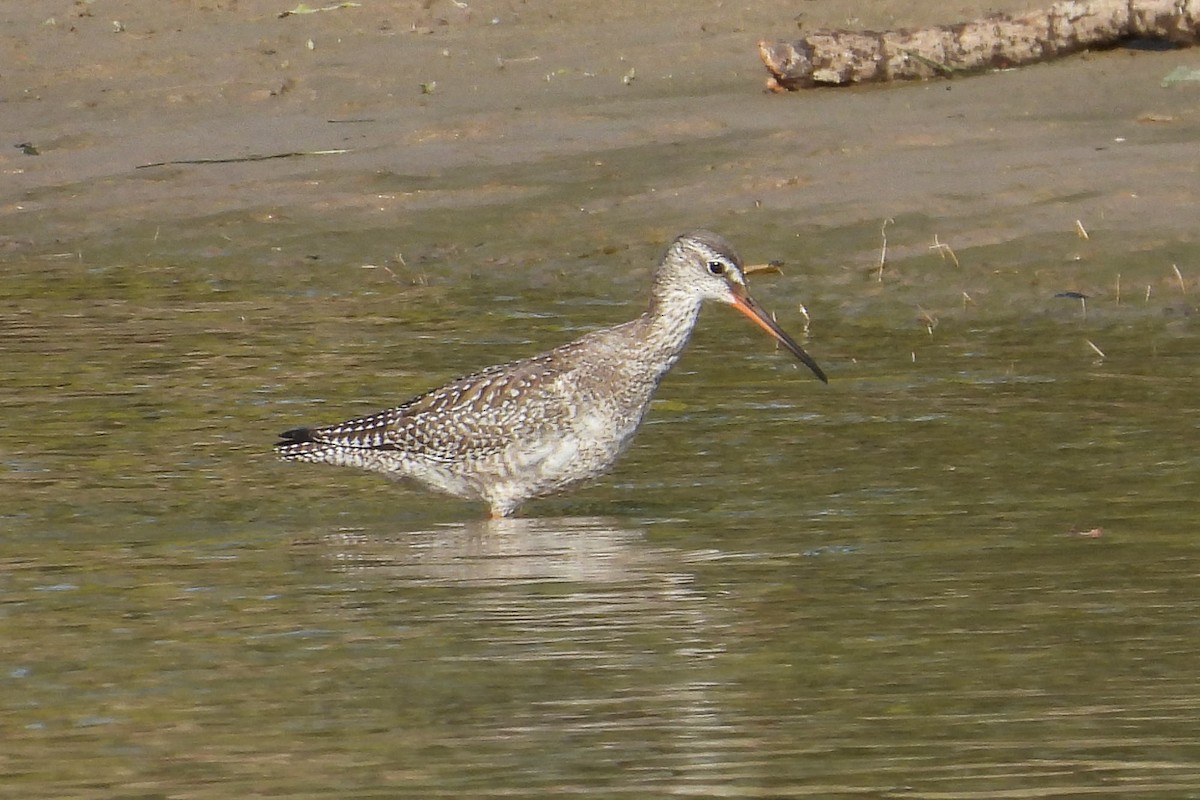 Spotted Redshank - ML623943963