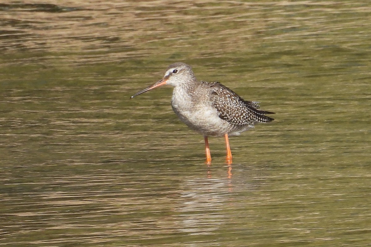 Spotted Redshank - ML623943964