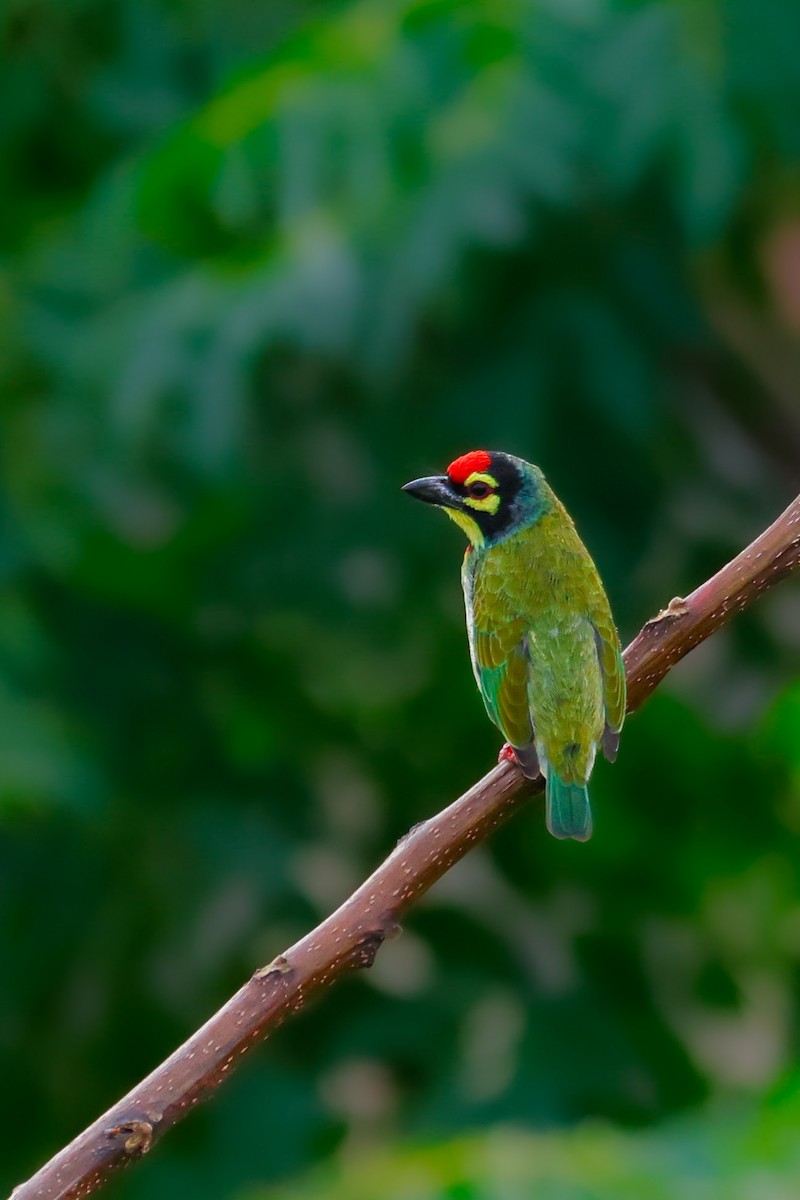 Coppersmith Barbet - ML623943971