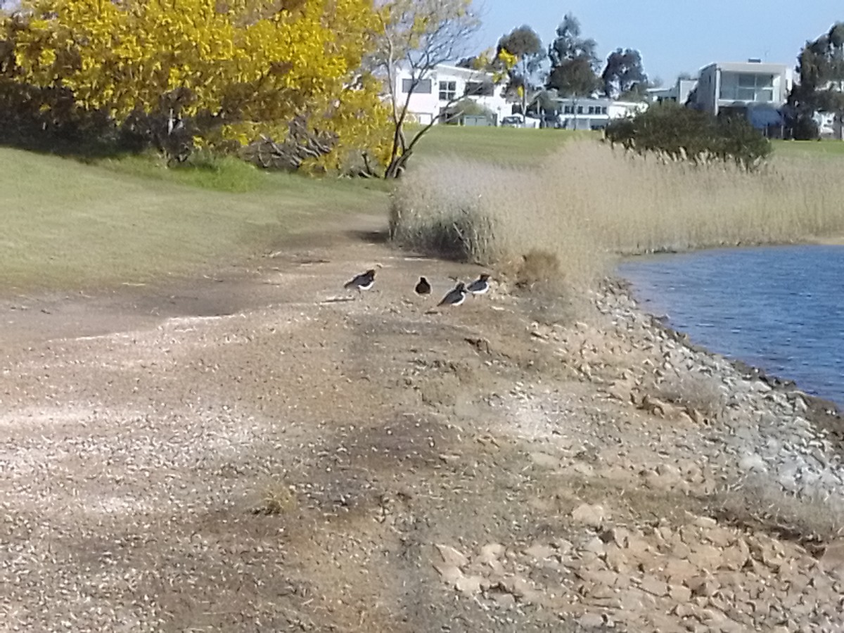 Pied Oystercatcher - ML623944018