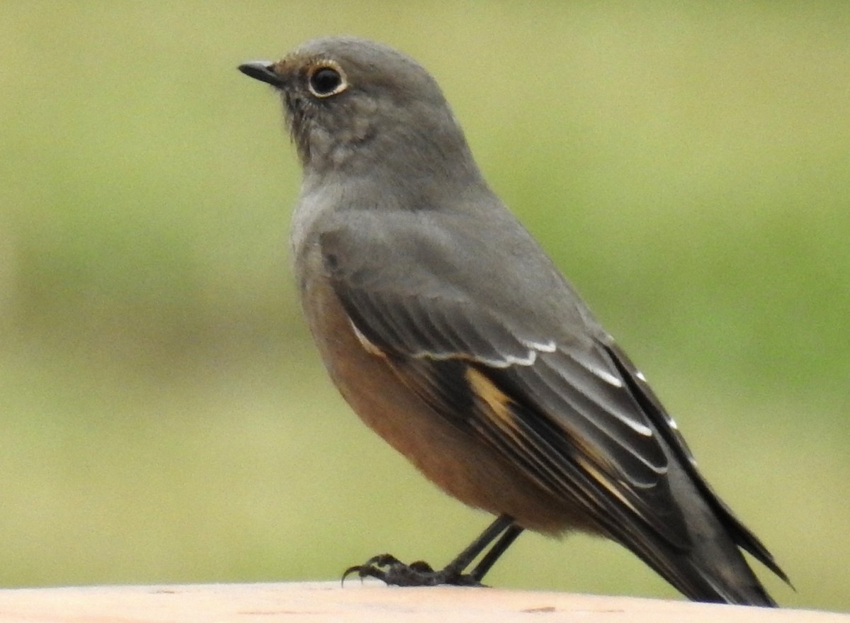 Townsend's Solitaire - ML623944027