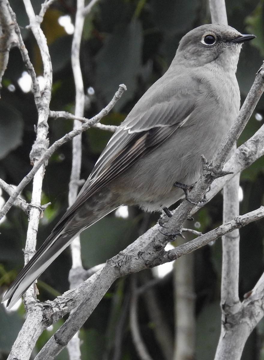 Townsend's Solitaire - ML623944029