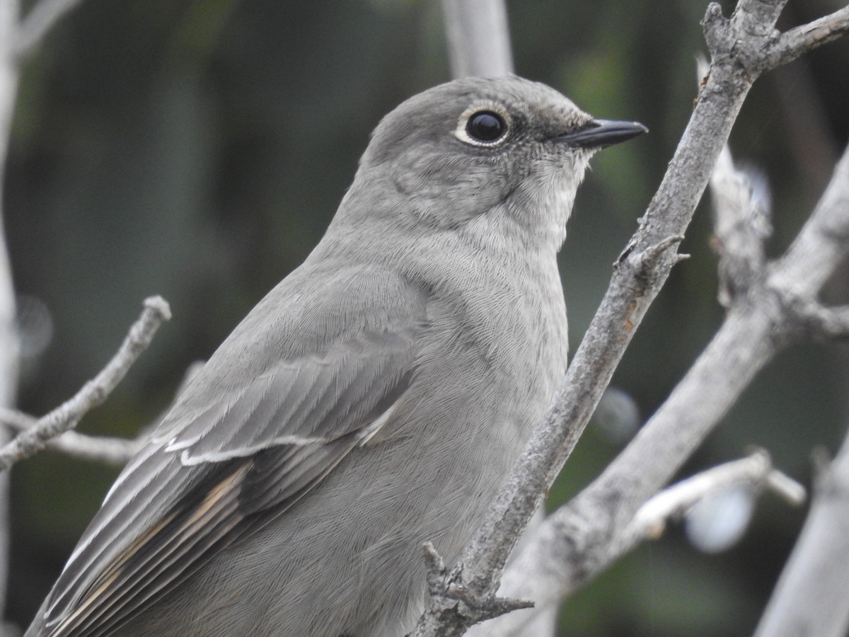 Townsend's Solitaire - ML623944030