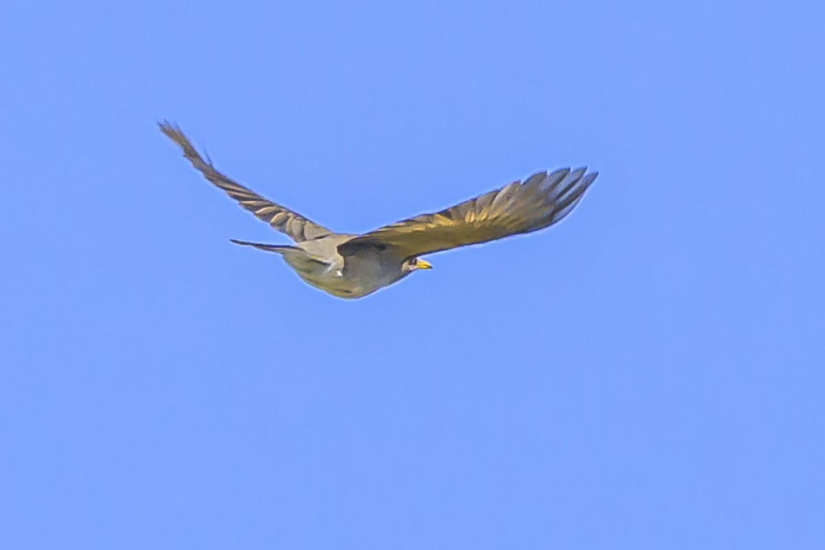 Creamy-bellied Thrush - ML623944046