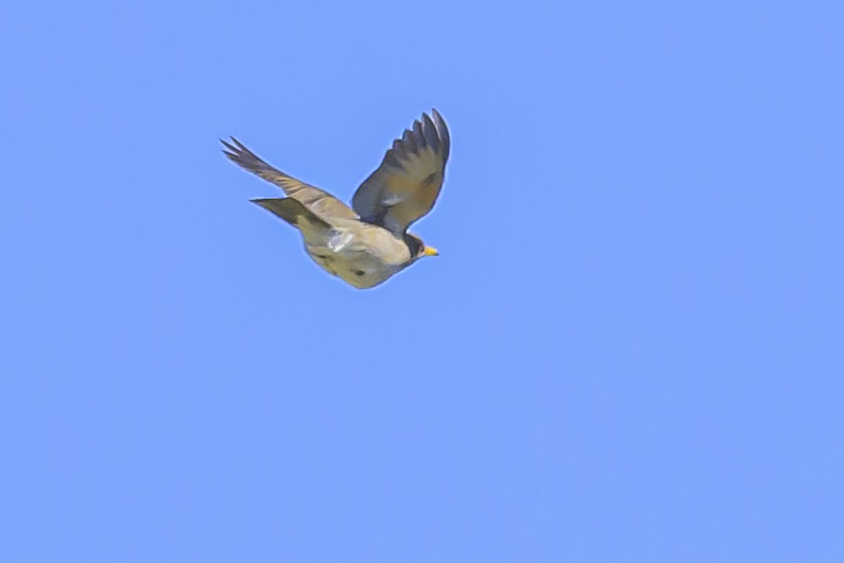 Creamy-bellied Thrush - ML623944047