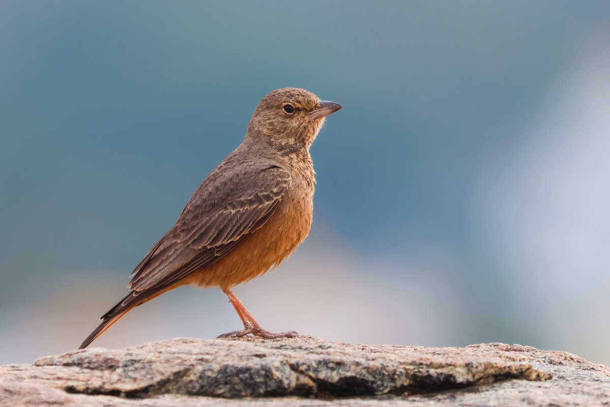 Rufous-tailed Lark - Vikram S