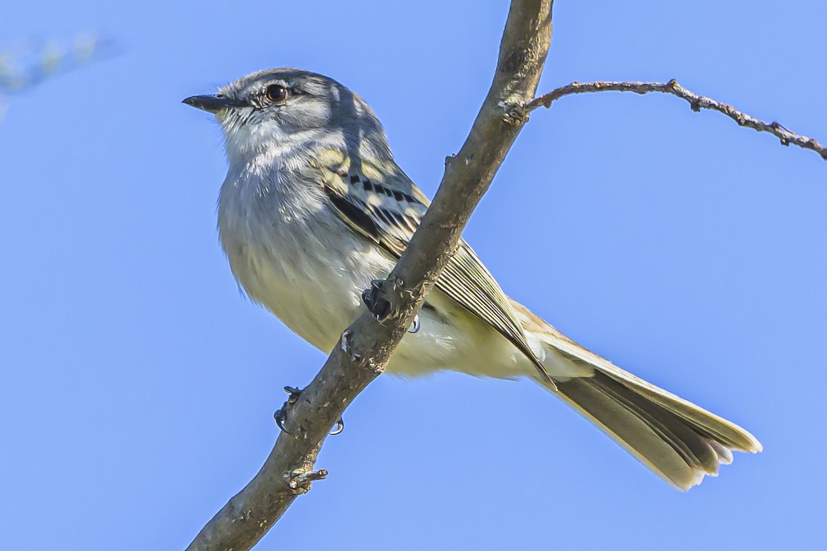 Suiriri Flycatcher - ML623944052