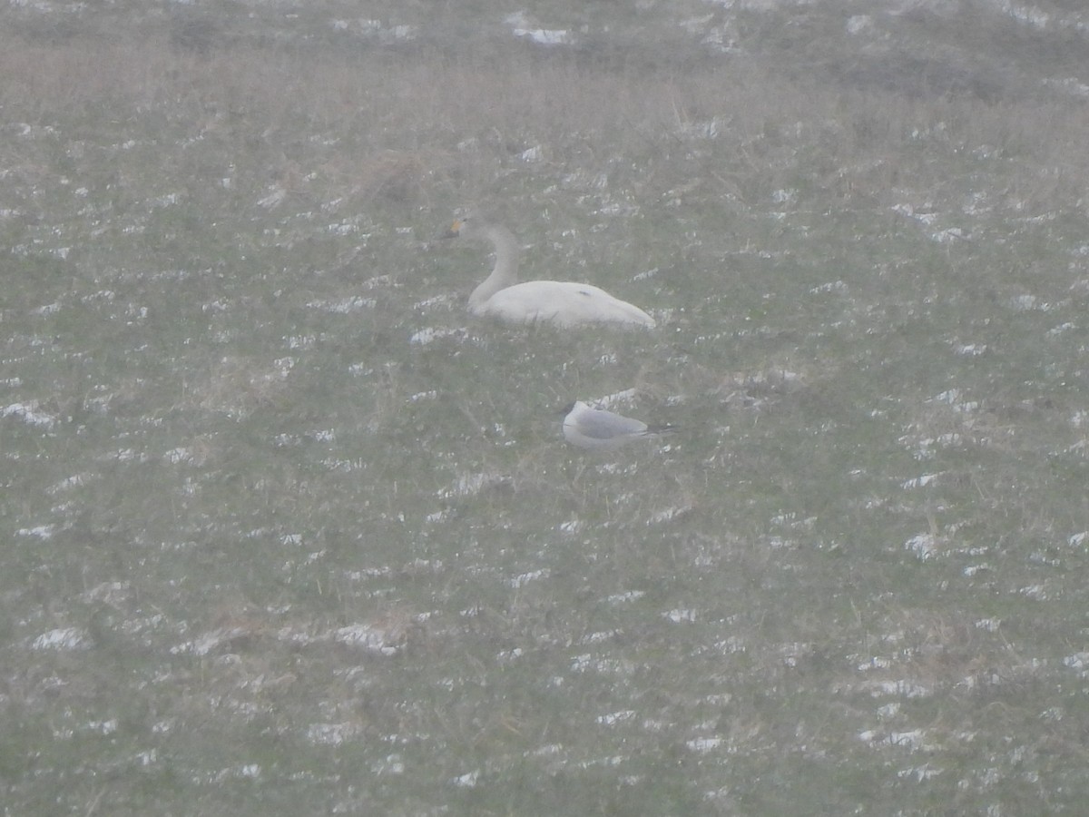 Tundra Swan (Bewick's) - ML623944057