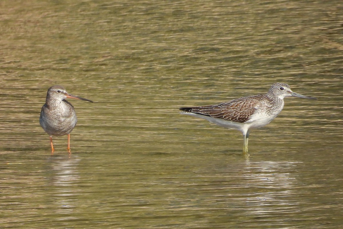 Common Greenshank - ML623944062