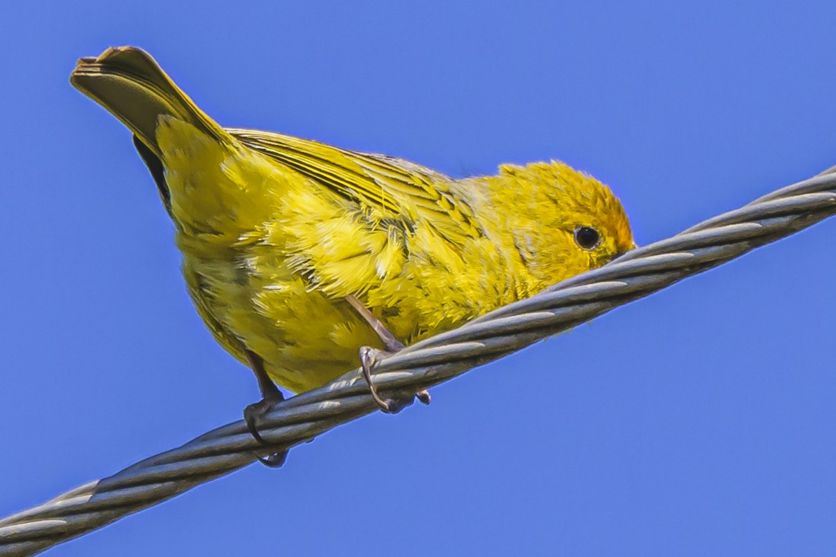 Saffron Finch - ML623944098