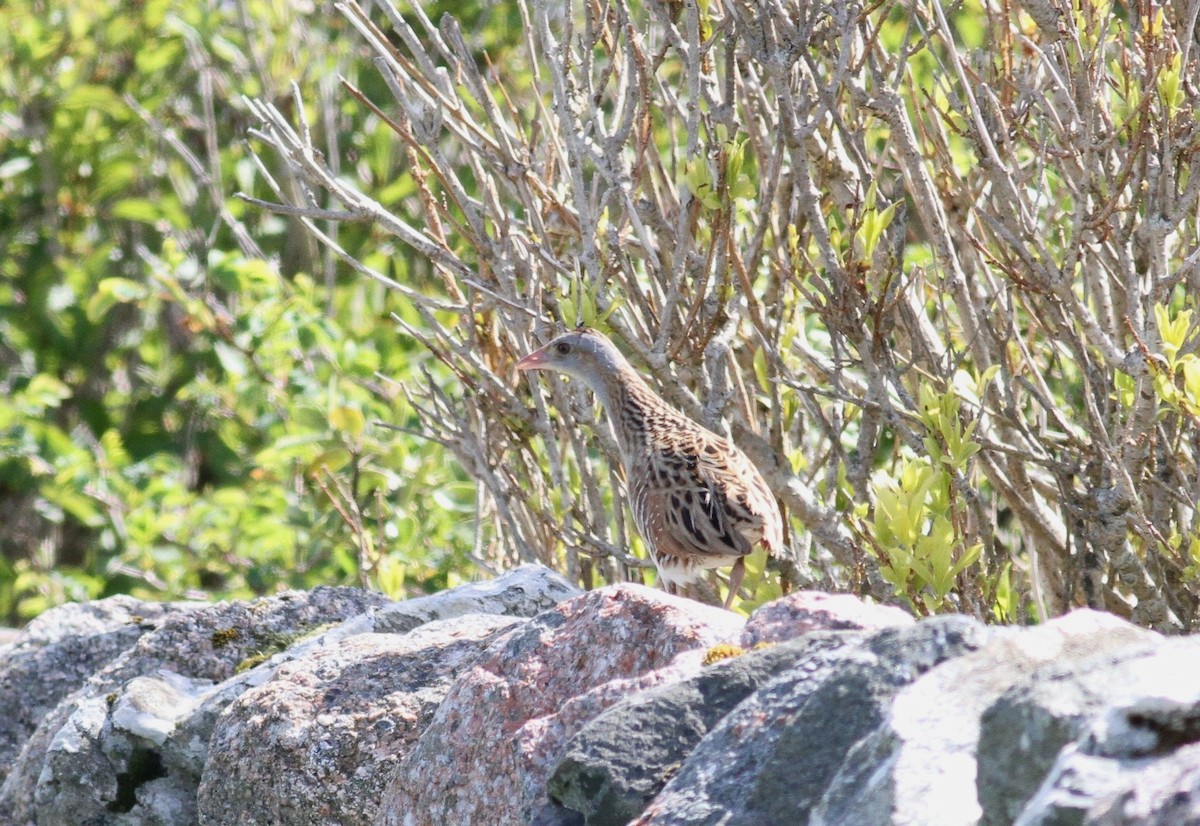 Corn Crake - ML623944138