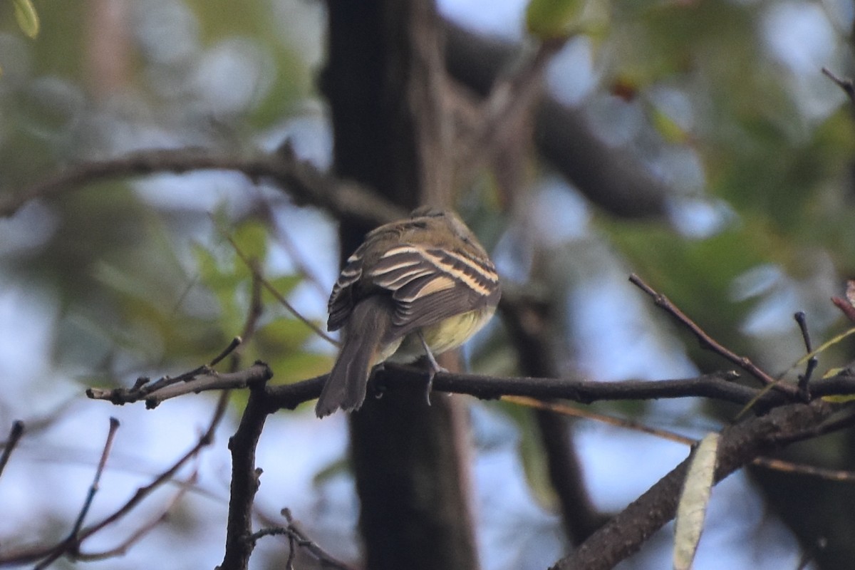 Empidonax sp. - ML623944165