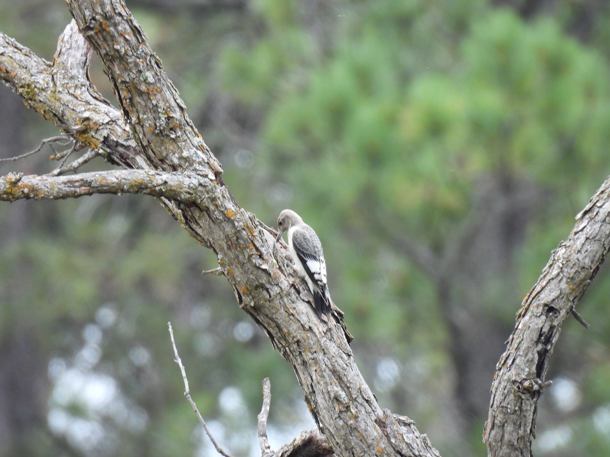 Red-headed Woodpecker - Carol Bell