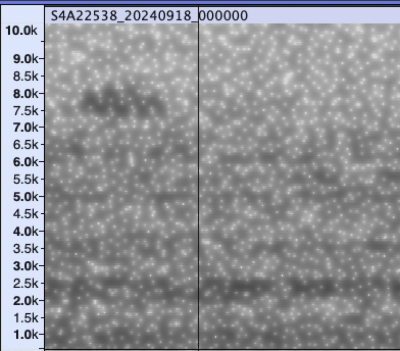 paruline sp. - ML623944217