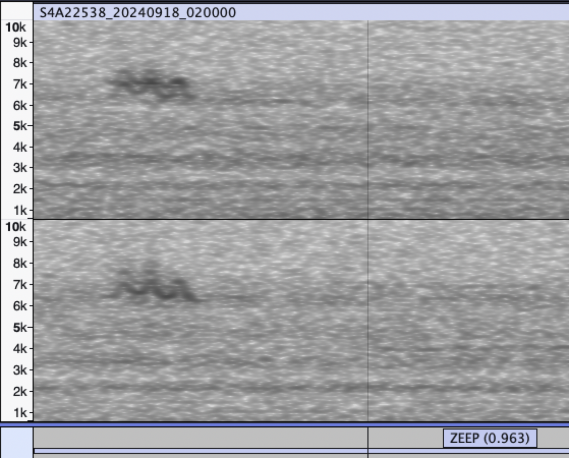 paruline sp. - ML623944218