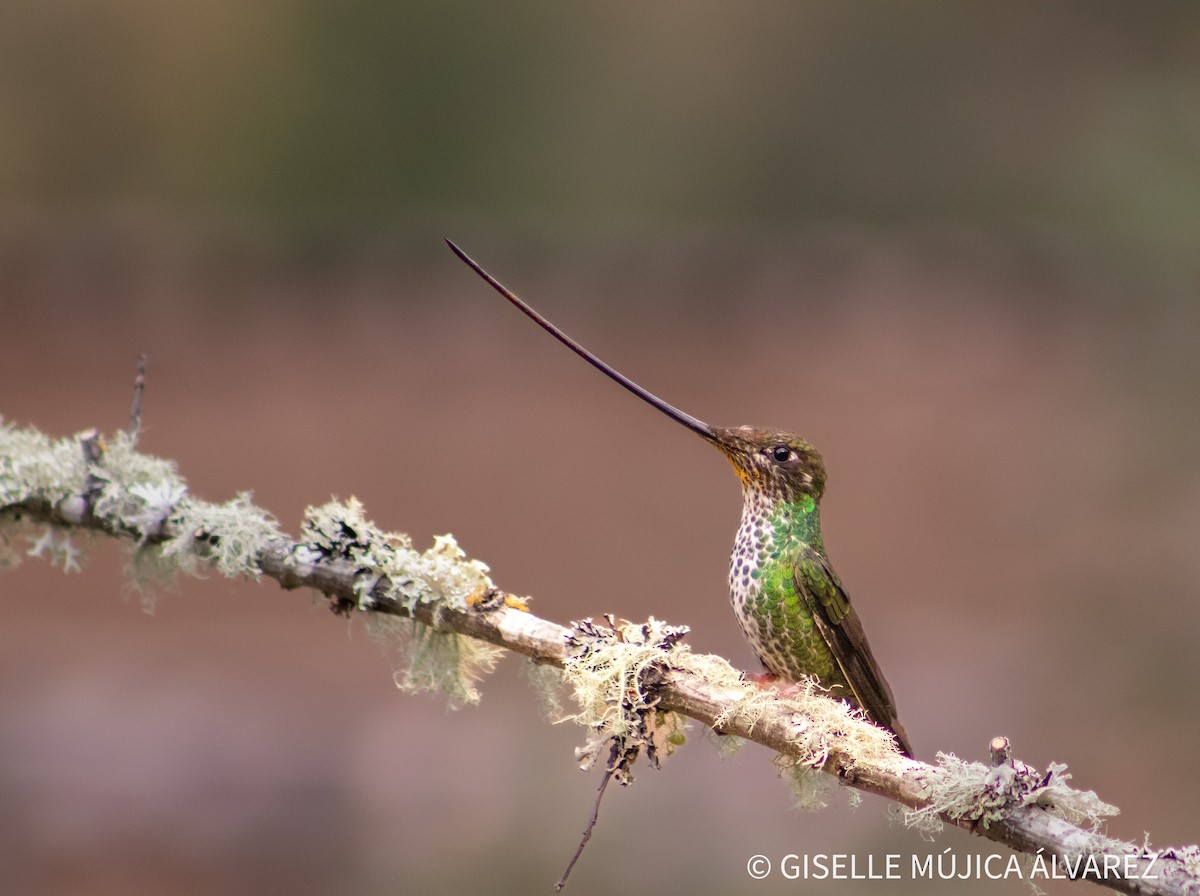 Sword-billed Hummingbird - ML623944238