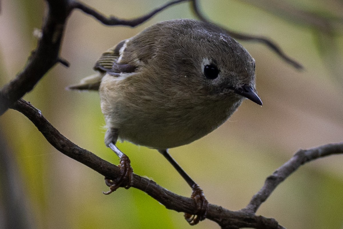 Ruby-crowned Kinglet - ML623944254