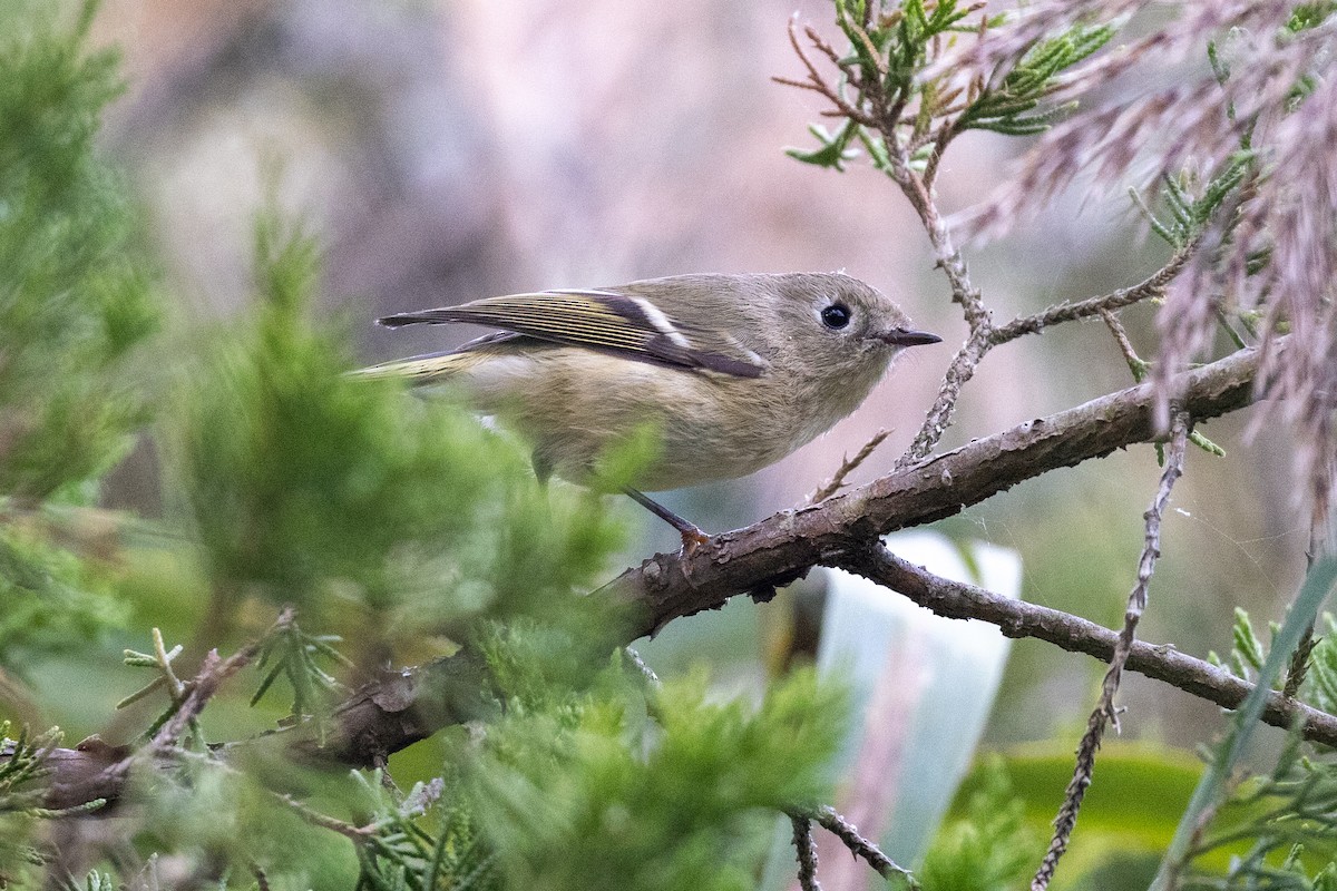 Ruby-crowned Kinglet - ML623944255