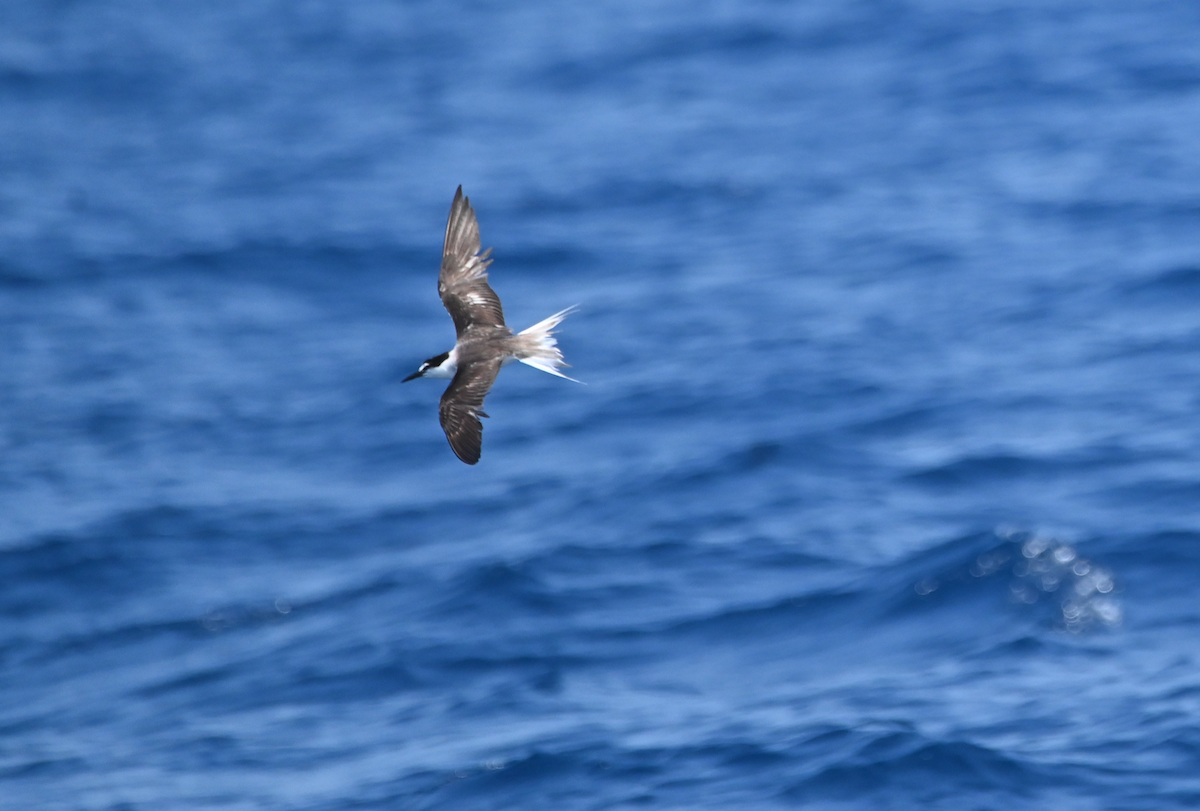 Bridled Tern - ML623944261