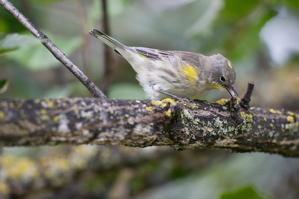 Yellow-rumped Warbler - ML623944263