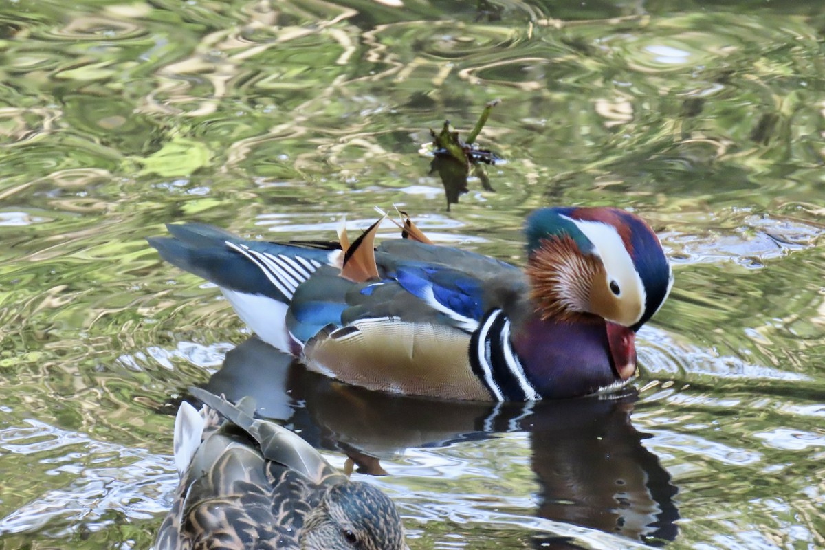 Mandarin Duck - ML623944278