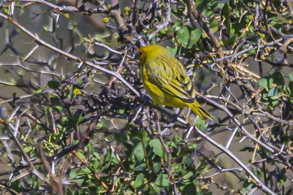 Saffron Finch - ML623944279