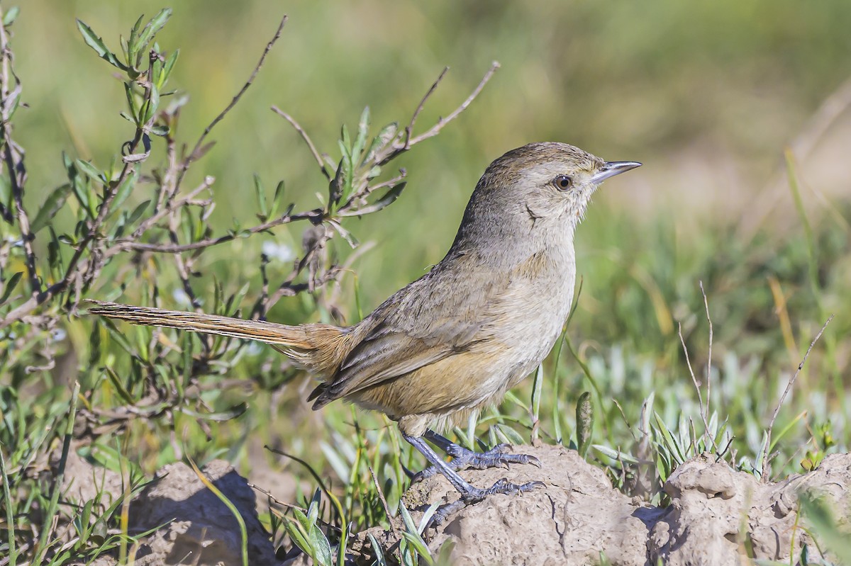 Short-billed Canastero - Amed Hernández