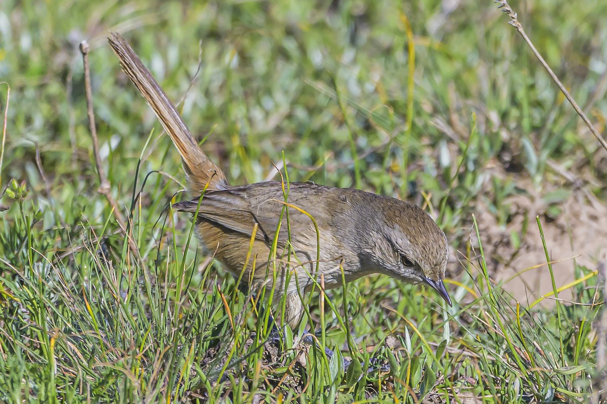 Short-billed Canastero - Amed Hernández