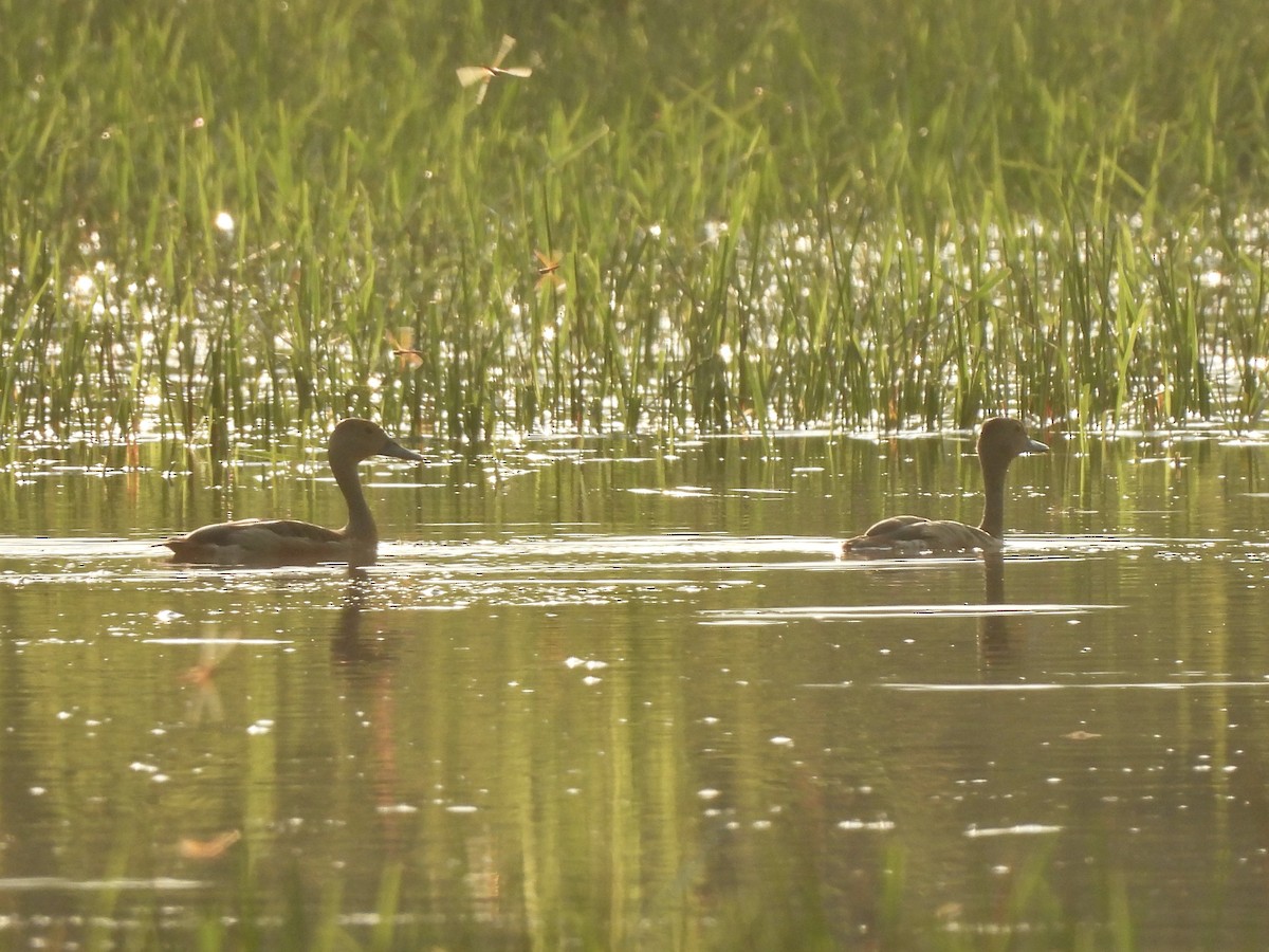 Lesser Whistling-Duck - Adrián Colino Barea