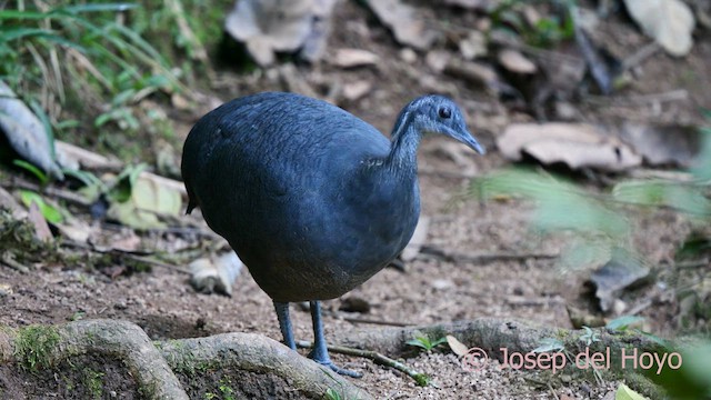 Gray Tinamou - ML623944330