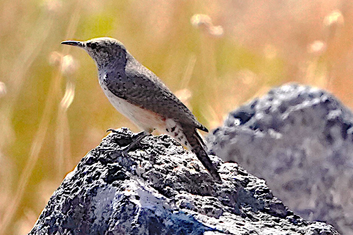 Rock Wren - ML623944368