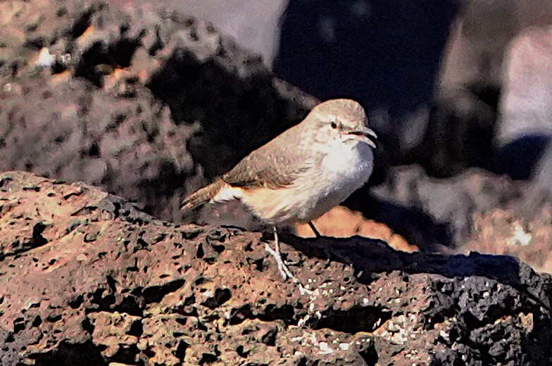 Rock Wren - ML623944369