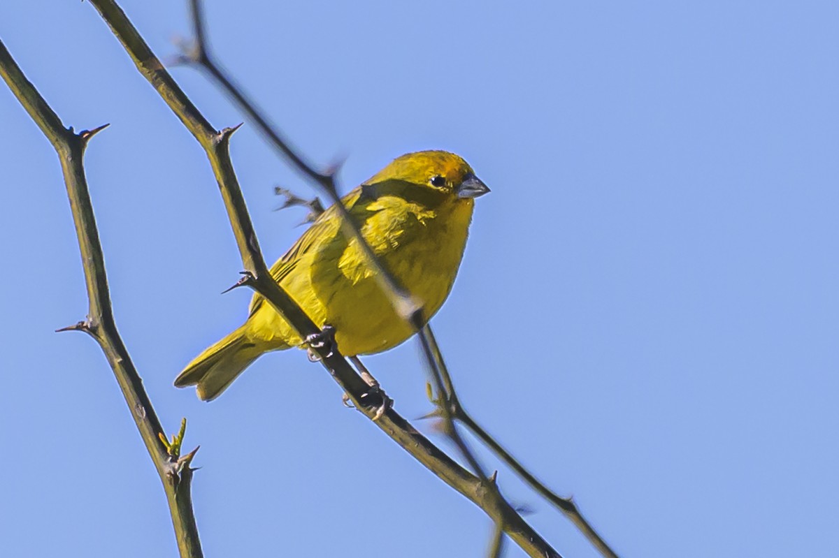 Saffron Finch - ML623944370